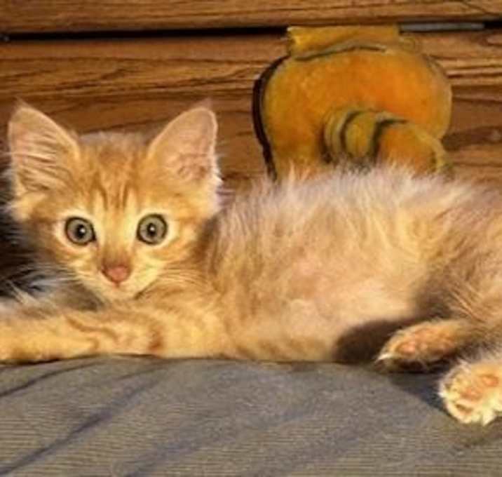 Photo of CARROT