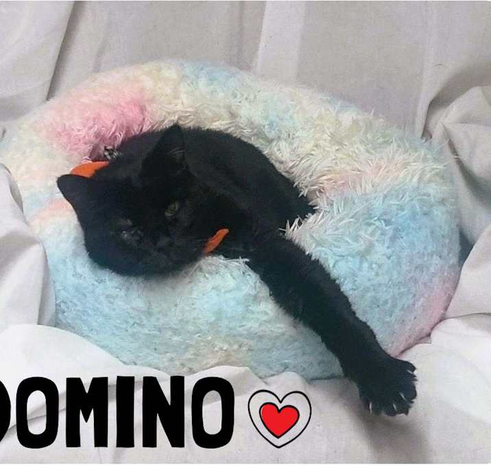 Photo of Domino