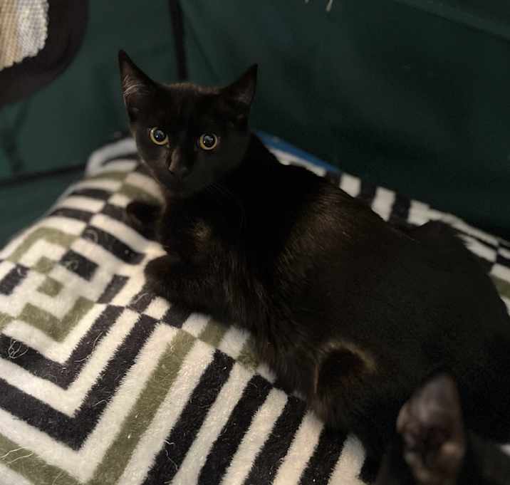 Photo of Oliver