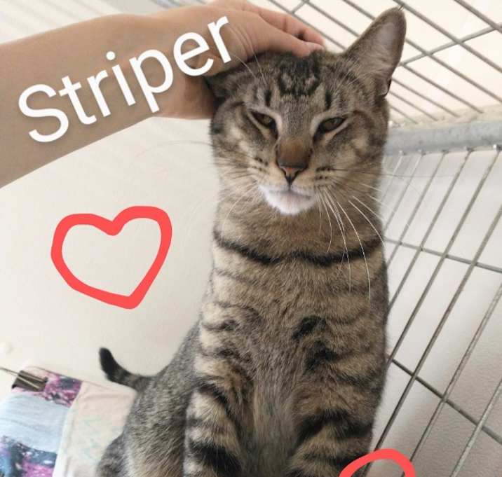 Photo of Striper