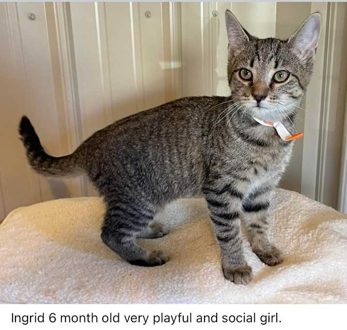 Photo of INGRID