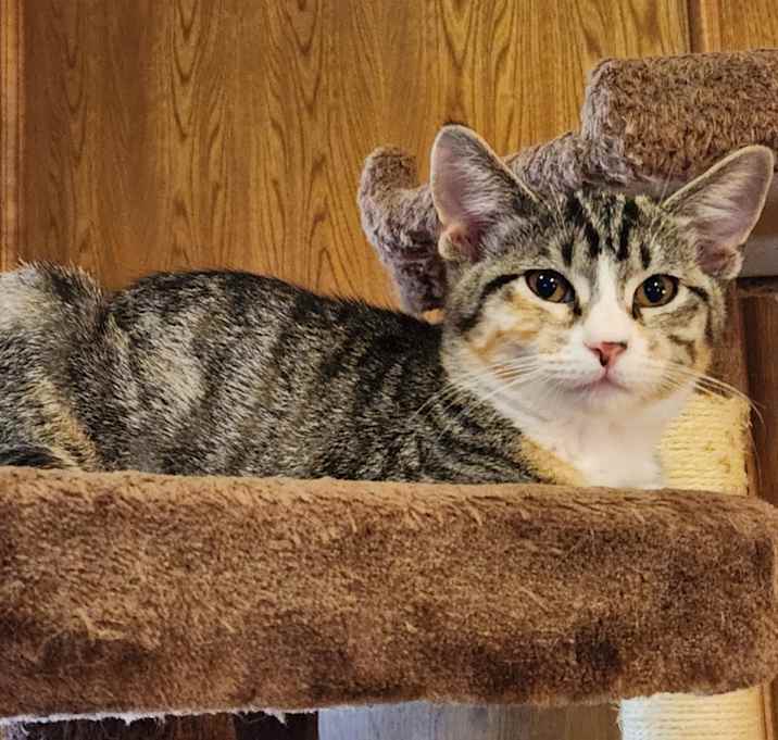 Photo of Dumpling