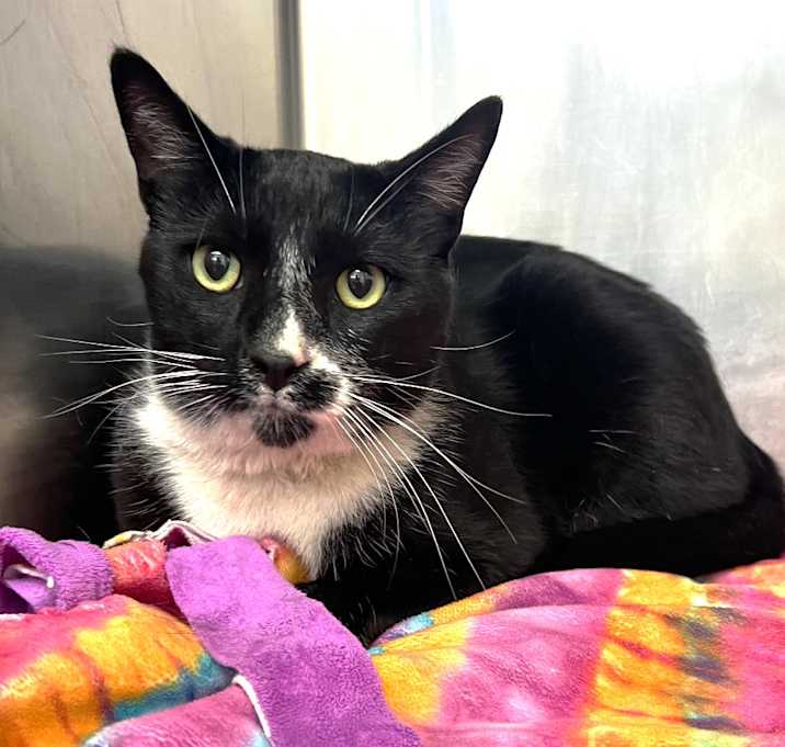 Photo of 656162 Chaplin