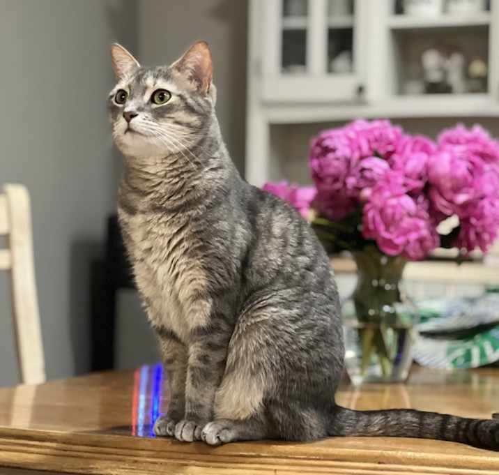 Photo of Cleo