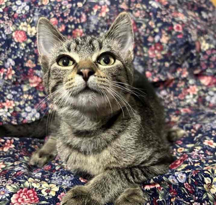Photo of Sweetie