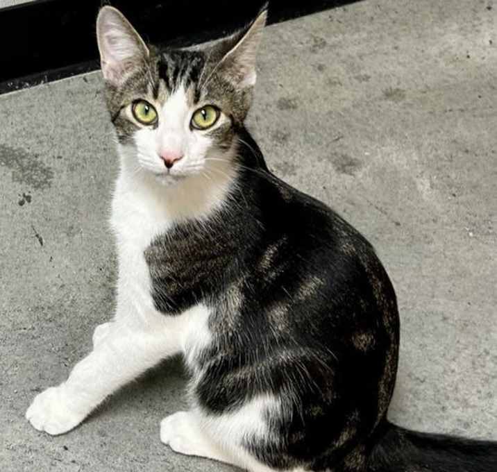 Photo of Paws 2024