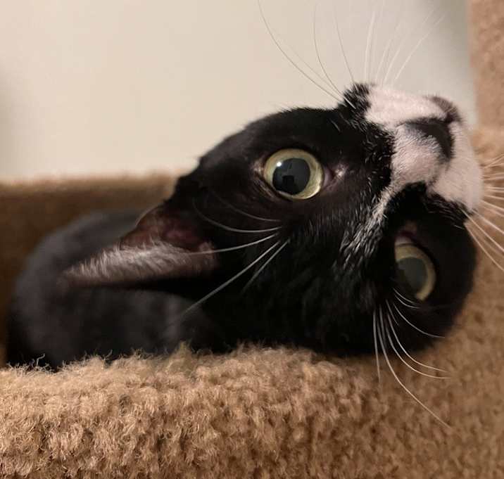Photo of Bonita 4025