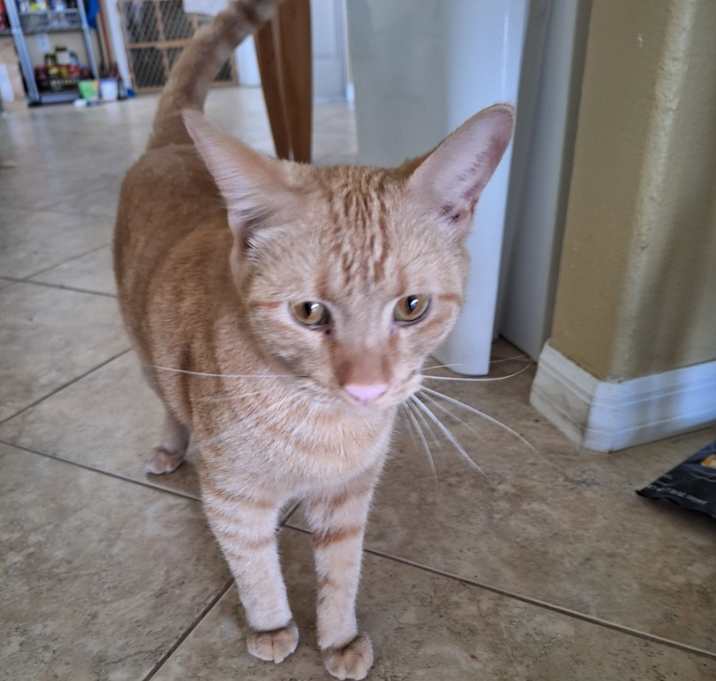 Photo of Joey