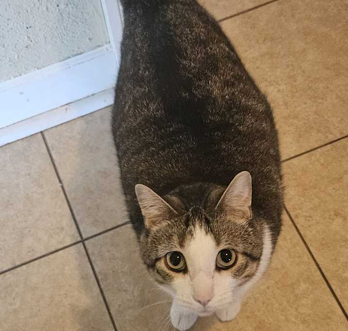 Photo of SIMON