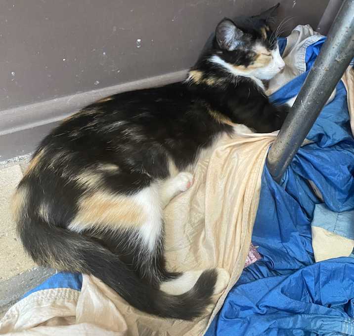 Photo of Pixie