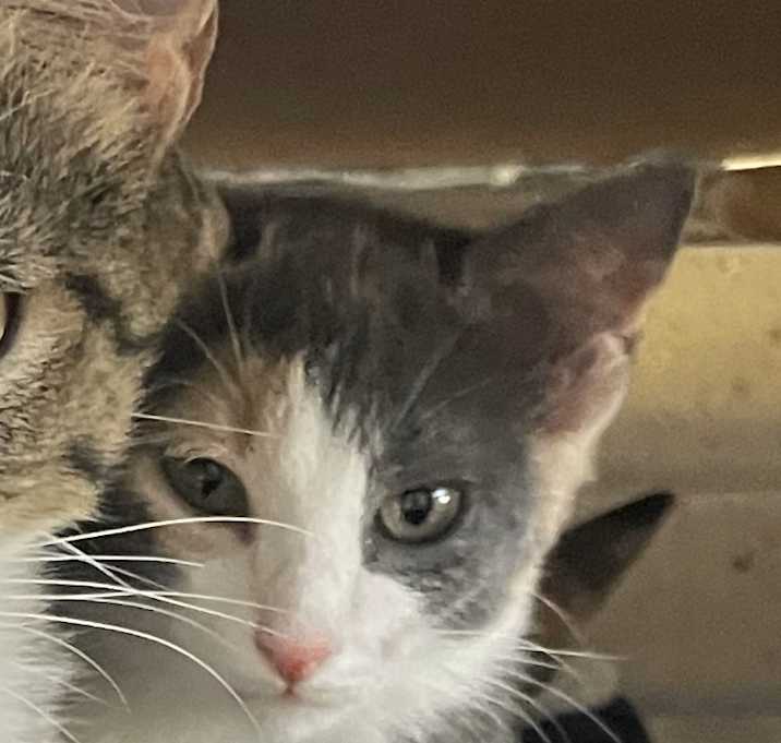 Photo of Sage