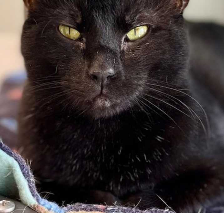 Photo of Panther