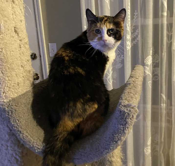 Photo of Chanel