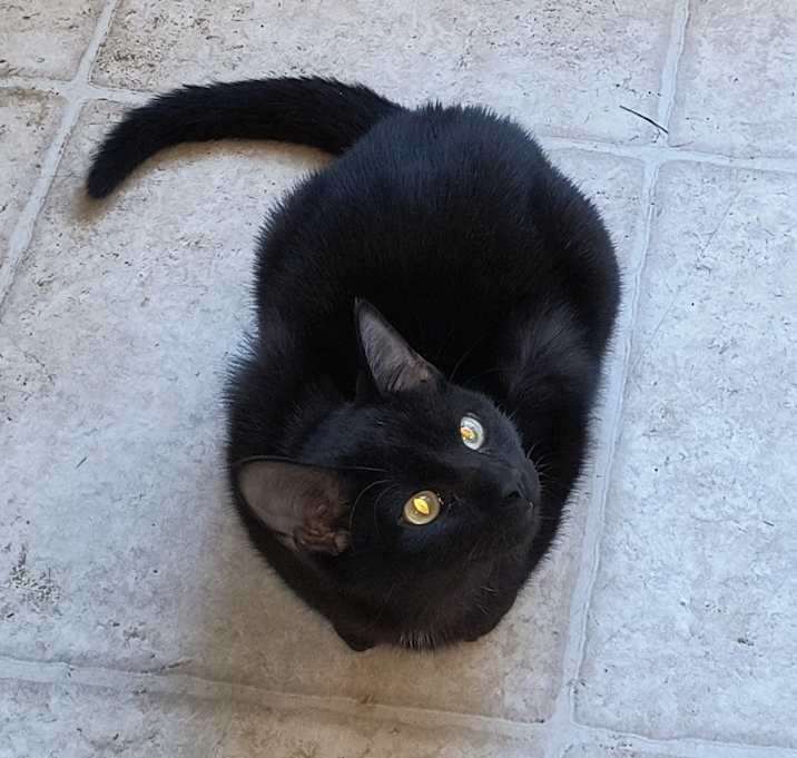 Photo of Ebony