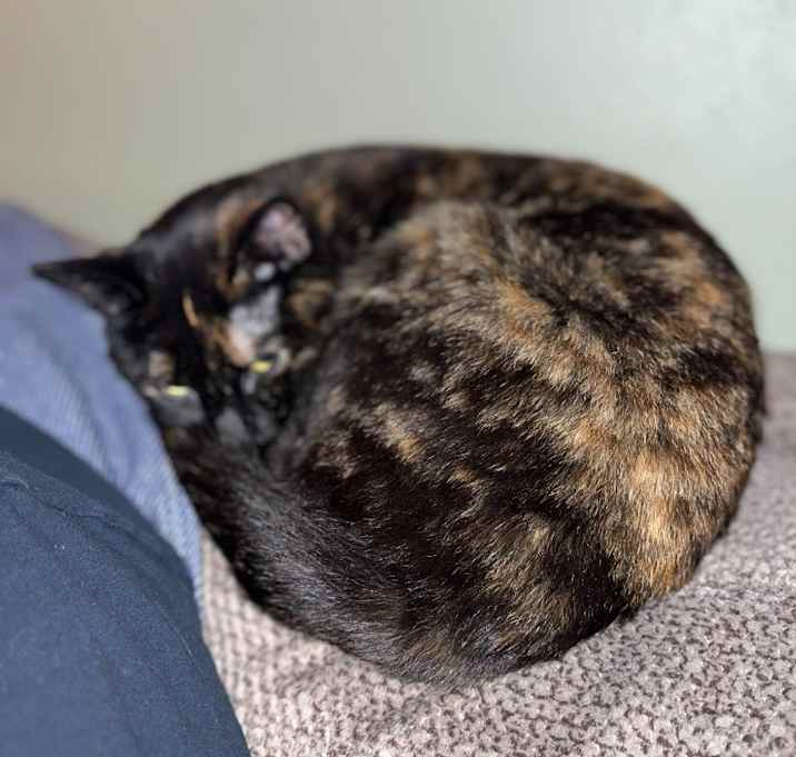 Photo of Misty