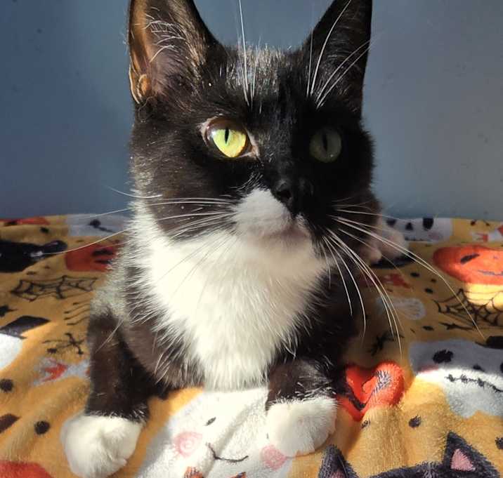 Photo of SADIE