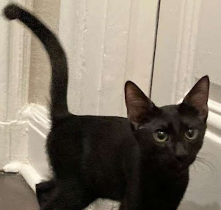 Photo of Merlin