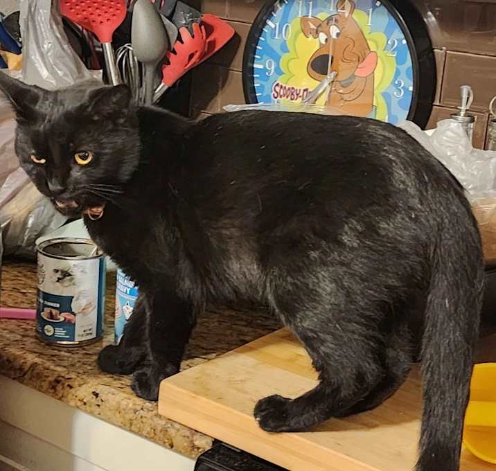Photo of Patches