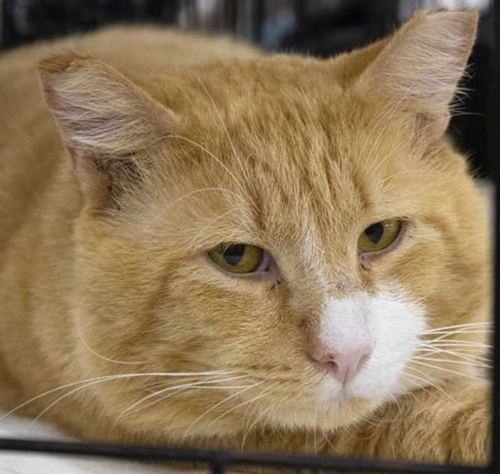 Photo of Tang
