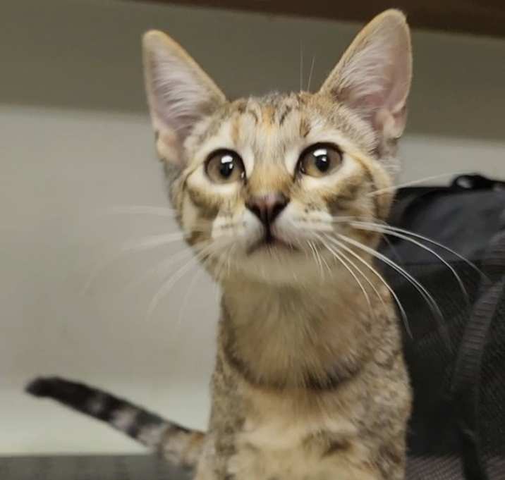 Photo of Piddle