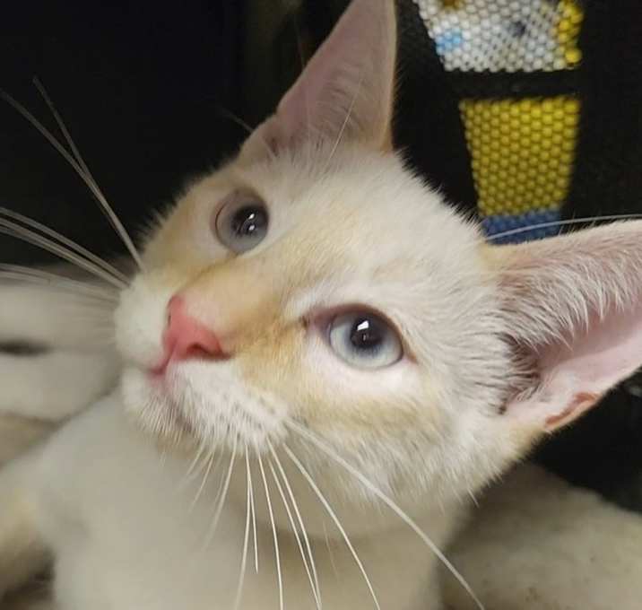 Photo of Beavis