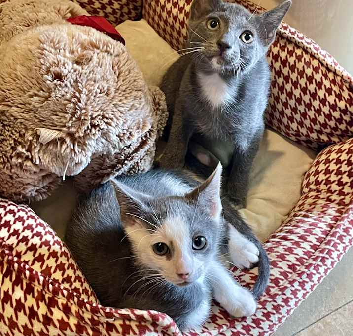 Photo of Piglet & Porsche BONDED