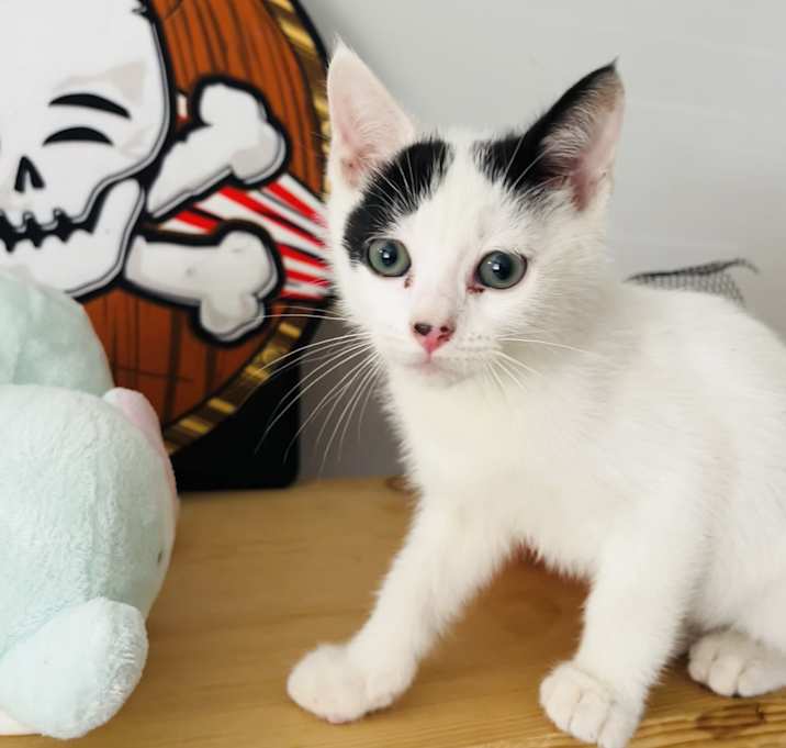 Photo of Oreo & Pepper BONDED