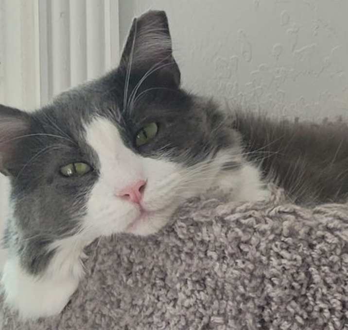 Photo of FELIX
