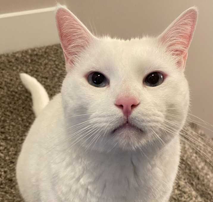 Photo of Samson