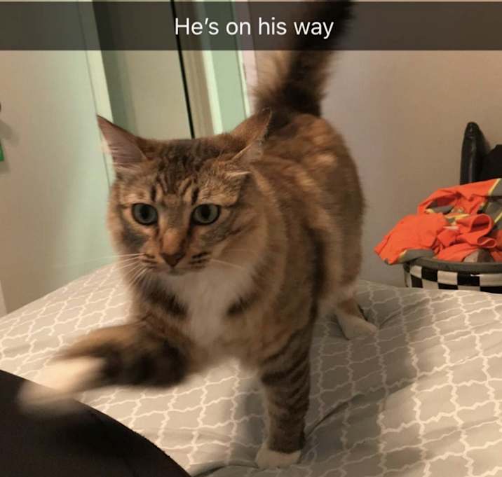Photo of Mr Mittens