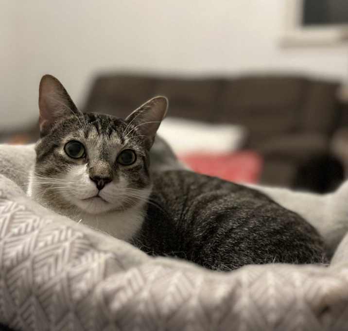 Photo of LionBlaze-Destroyer of Mice