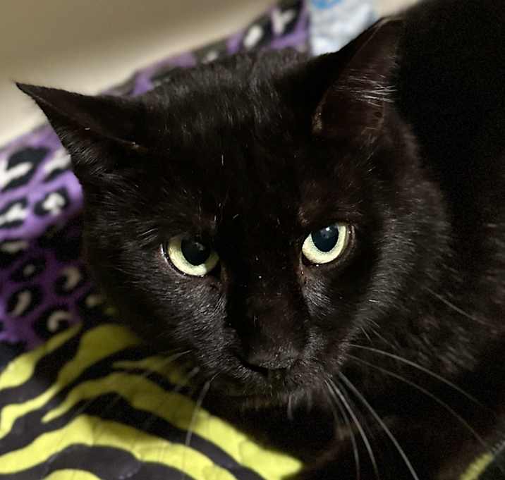 Photo of Pennyworth