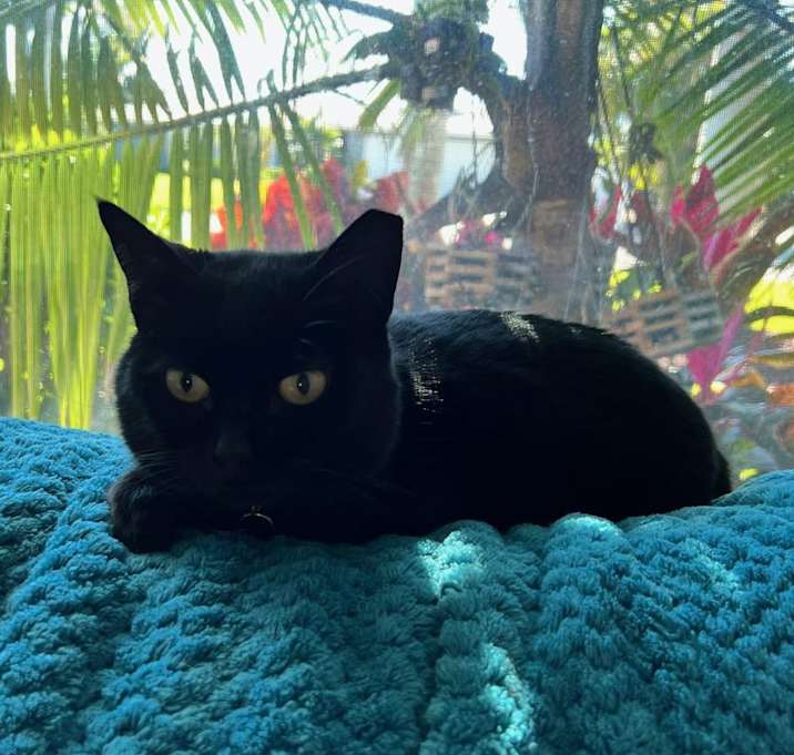 Photo of Velvet