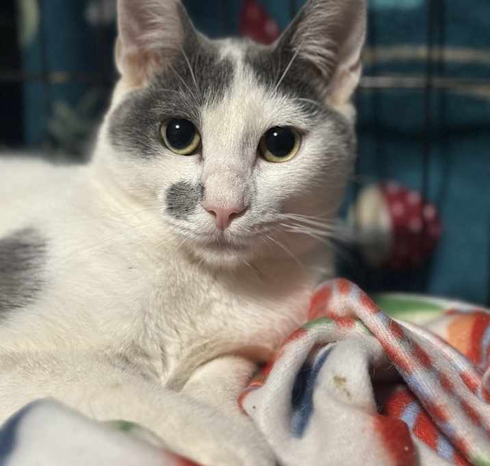 Photo of Chili