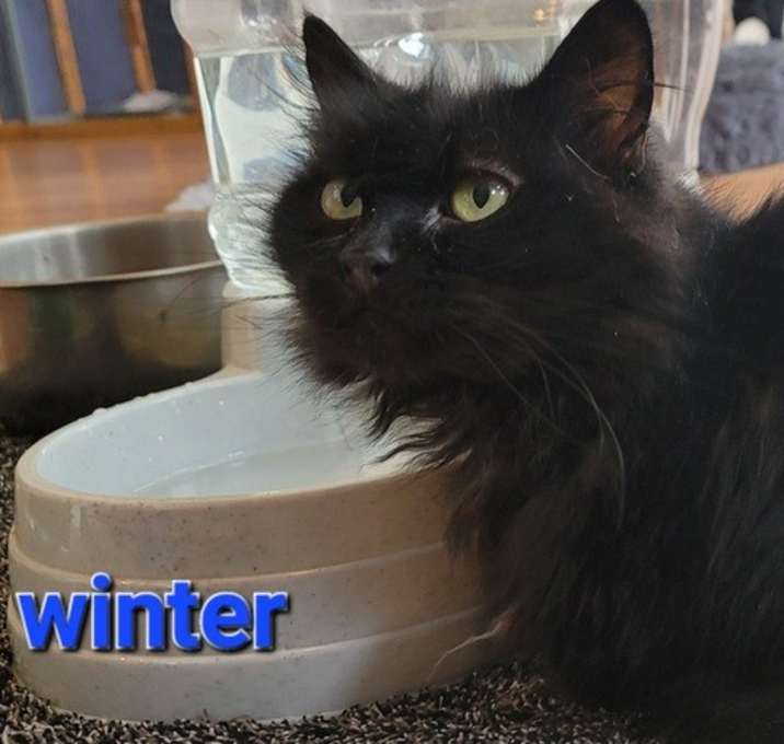 Photo of Winter