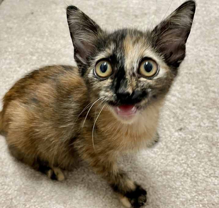 Photo of Foxy