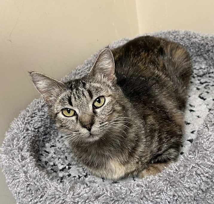 Photo of Luna