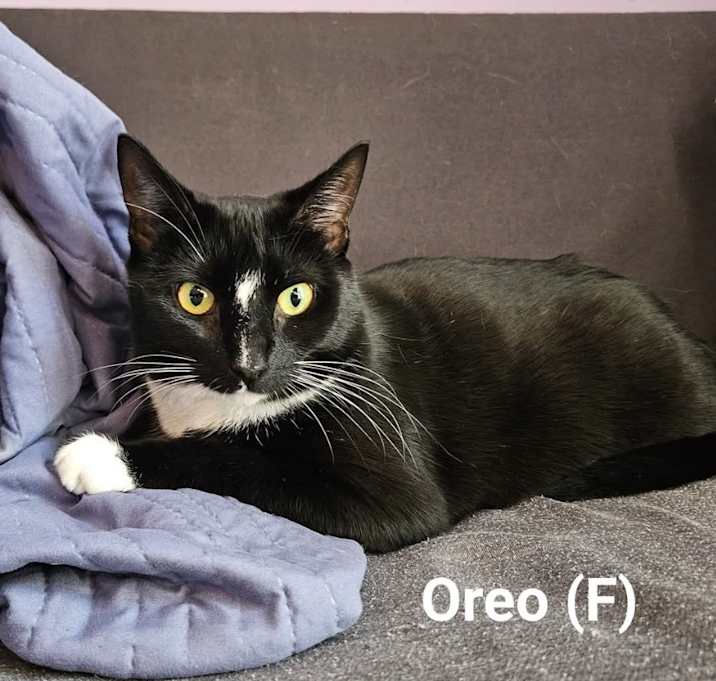 Photo of Oreo