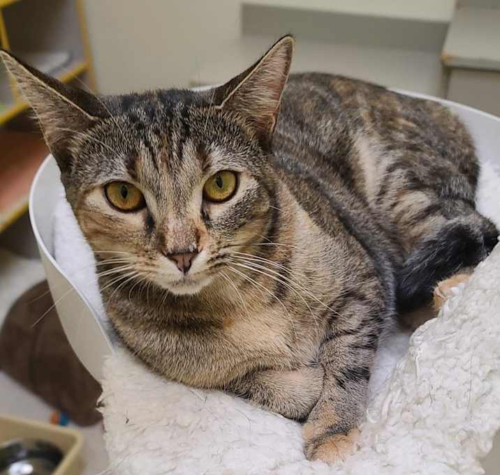 Photo of Janie (must go with Zuzu)