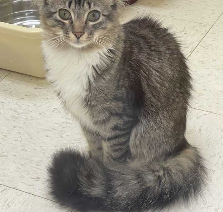Photo of Zuzu (must go with Janie)