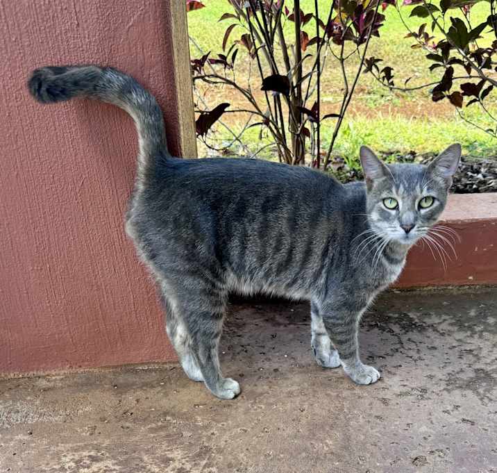 Photo of Steel