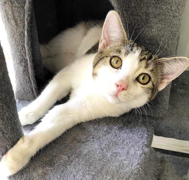 Photo of AMALFIA (F)