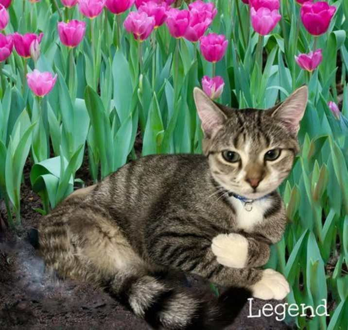 Photo of Legend *kitten*
