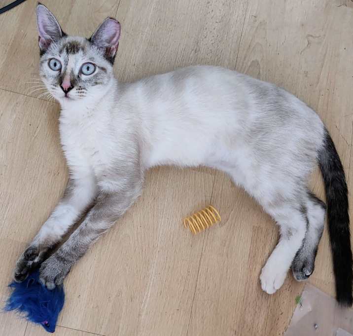 Photo of Bluebell