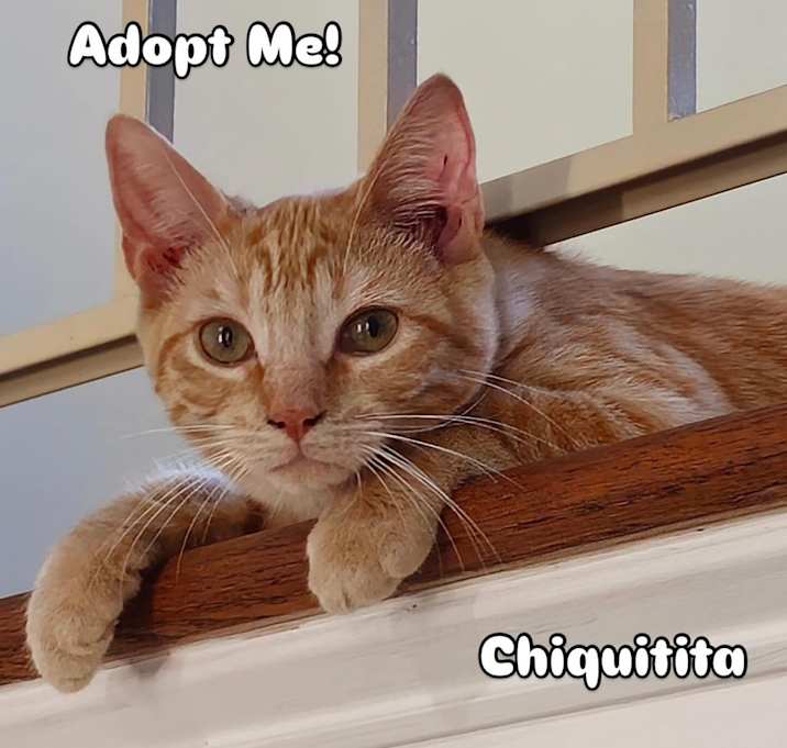 Photo of CHICHIQUITA