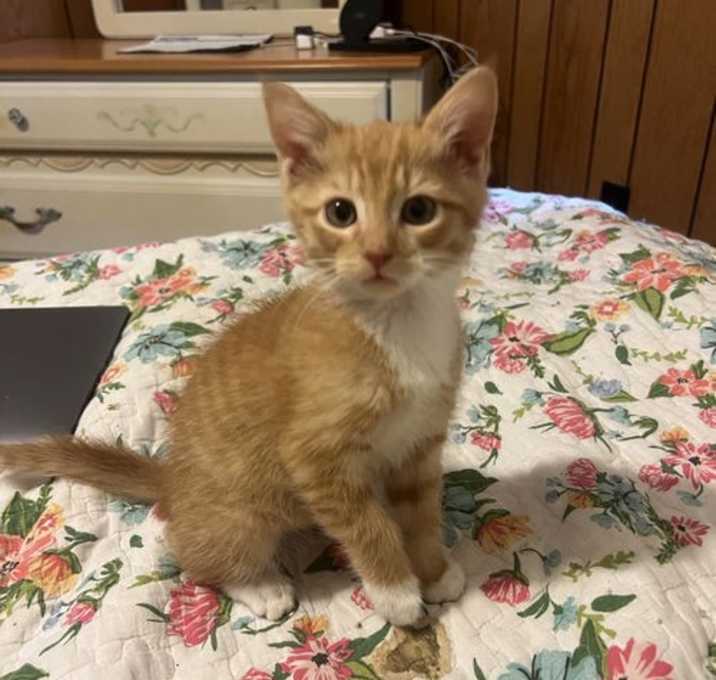 Photo of Gorgeous George
