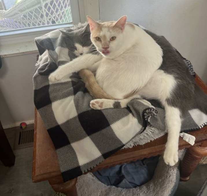 Photo of Honey
