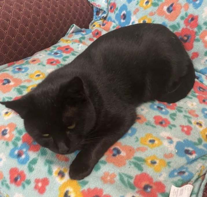 Photo of Shadow
