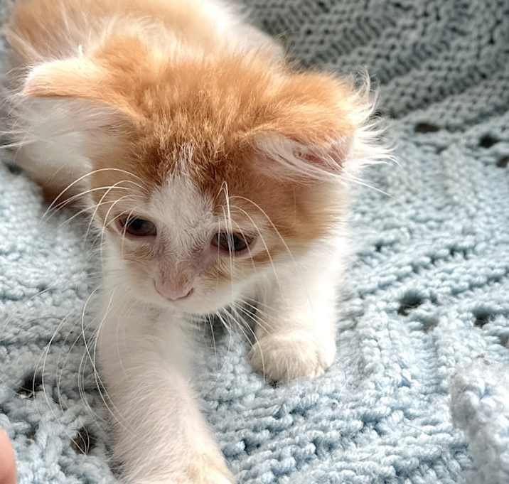 Photo of Mango