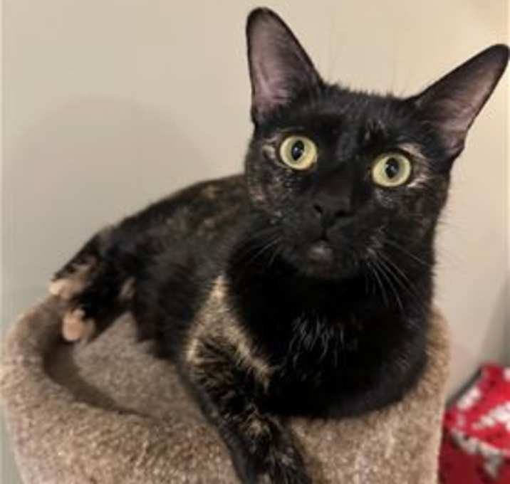 Photo of Maple
